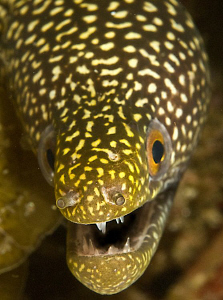 Small moray eel peeping by Charles Wright 